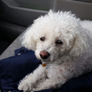 Meet your Posher, Steven